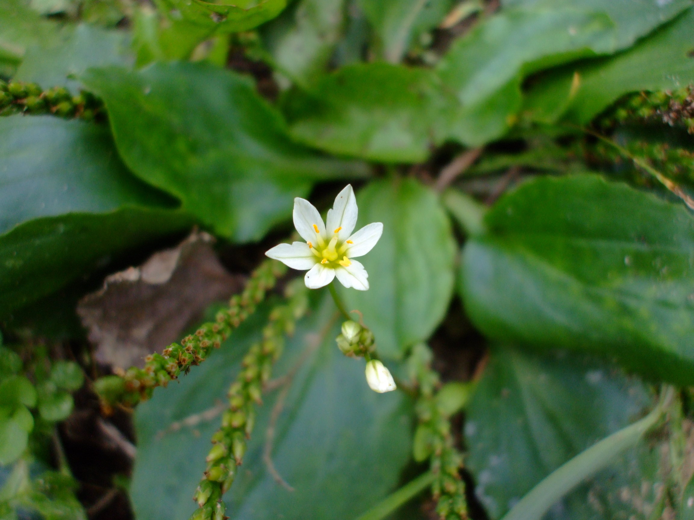 Nothoscordum bivalve